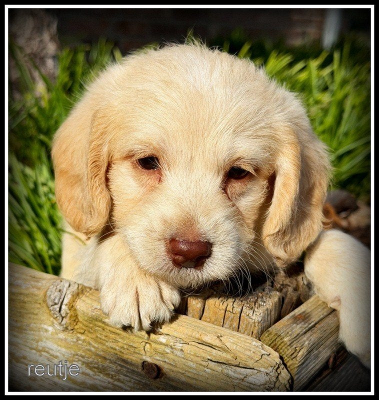 Boompoo F1b pups. Boomer x Poedel, Nederland, Overige rassen, 8 tot 15 weken, CDV (hondenziekte)