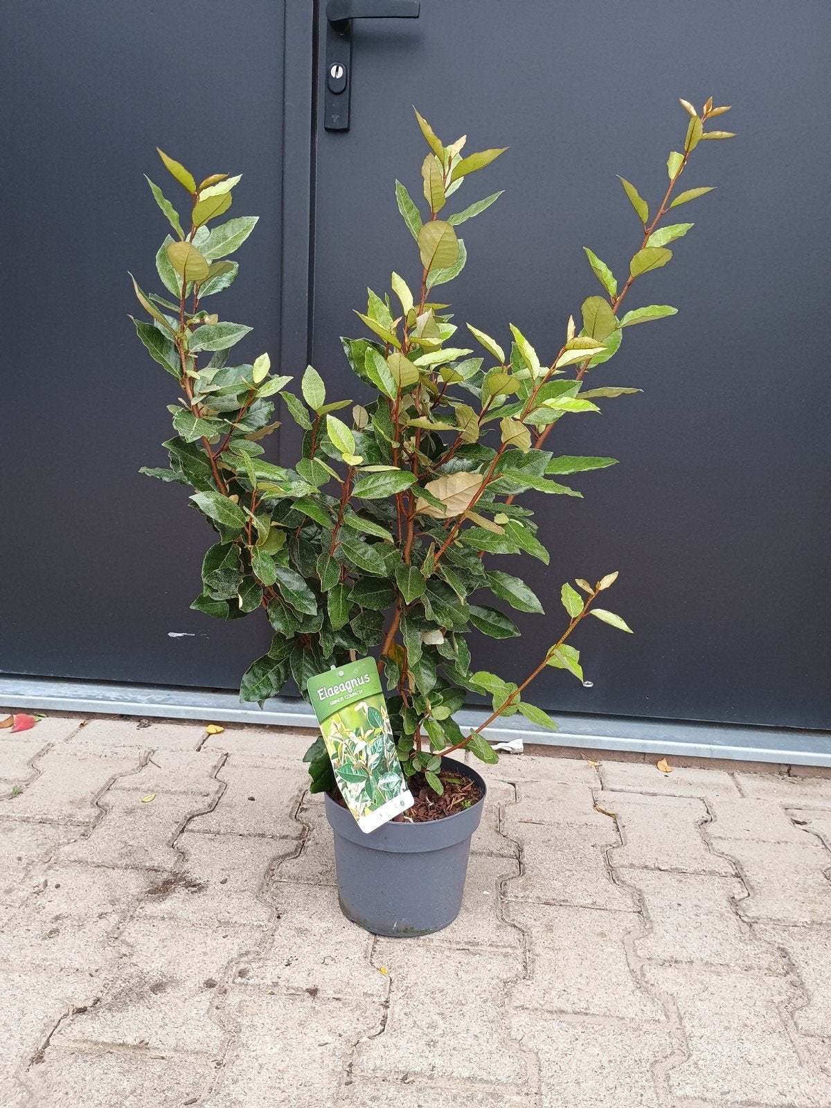 Elaeagnus Ebbingei Compacta Haagplant (Olijfwilg), Volle zon, Vaste plant, Bloeit niet, Ophalen