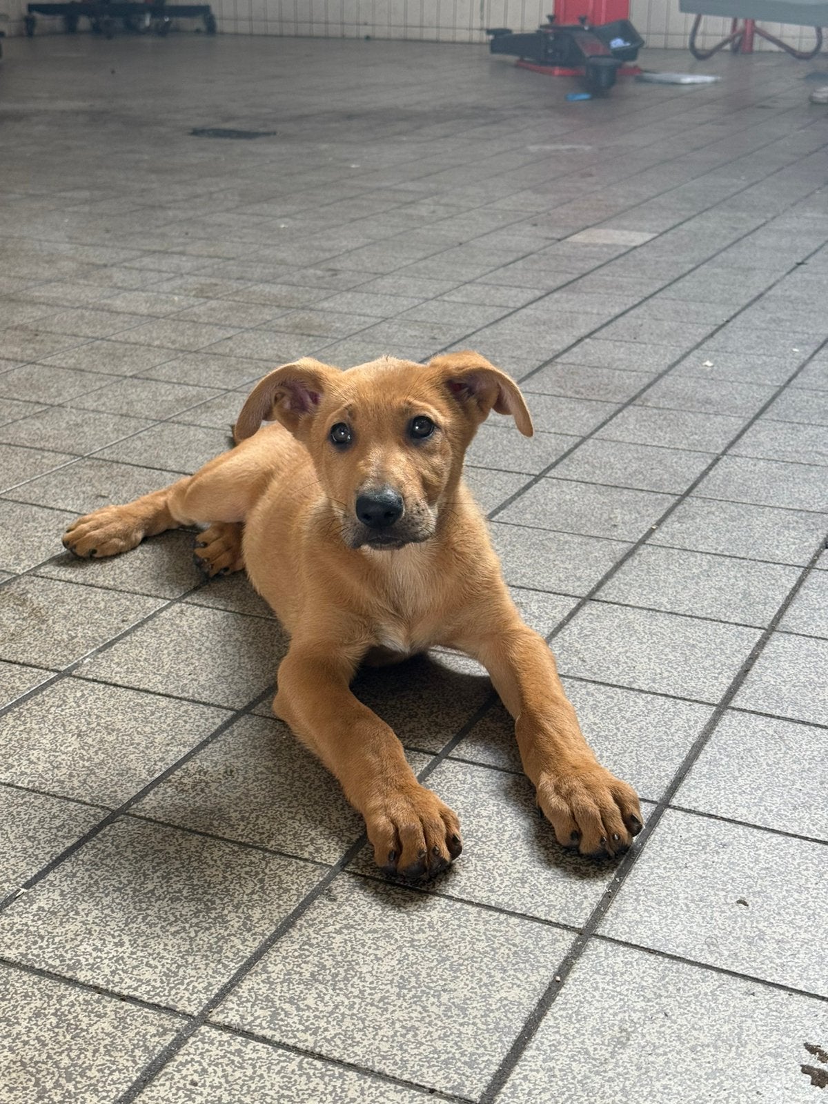 10 weken | Lieve pup herder mix reu | Klaar om te verhuizen, Reu, 8 tot 15 weken, Eén hond, CDV (hondenziekte)