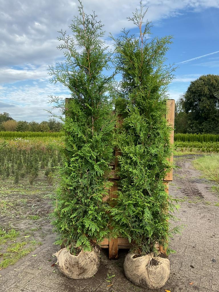 Mooie volle haagconiferen thuja Brabant 125 cm tot 250 cm, Ophalen of Verzenden, Conifeer, 100 tot 250 cm