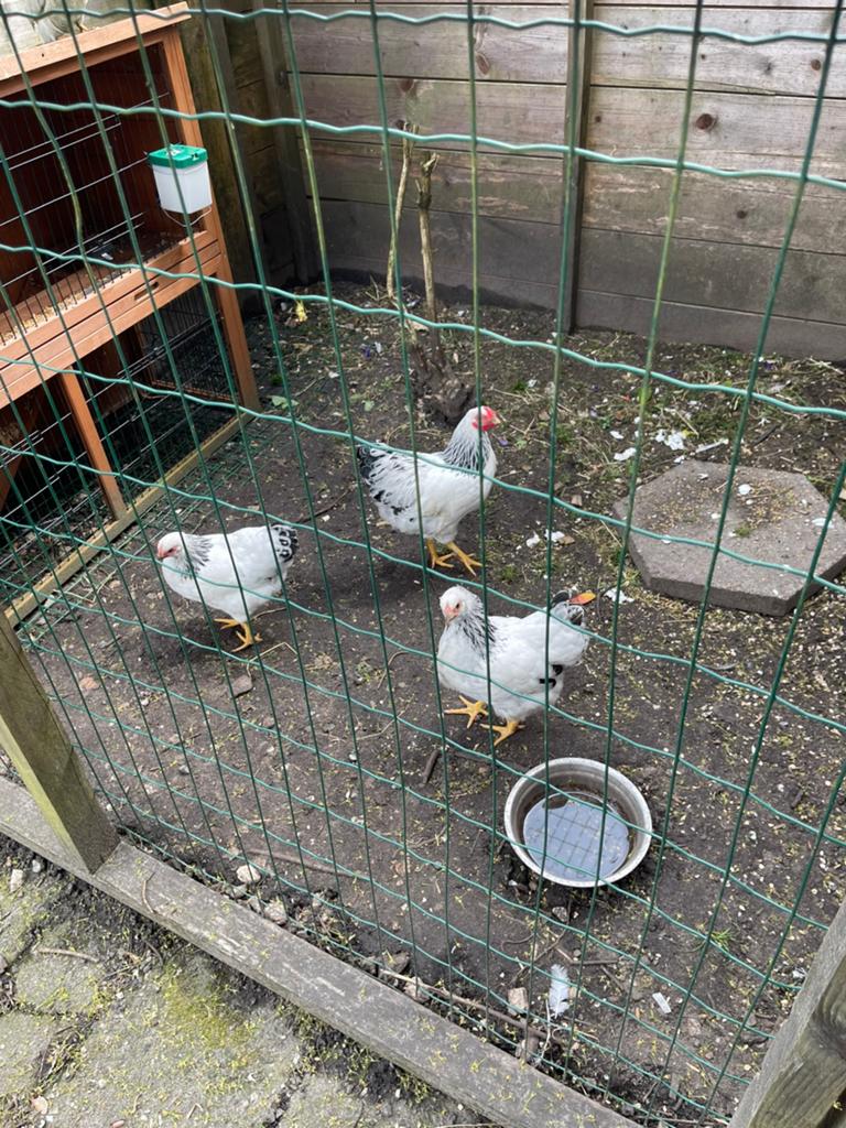 Twee jonge krielkippen en een jonge haan. Gratis.,, Meerdere dieren, Kip