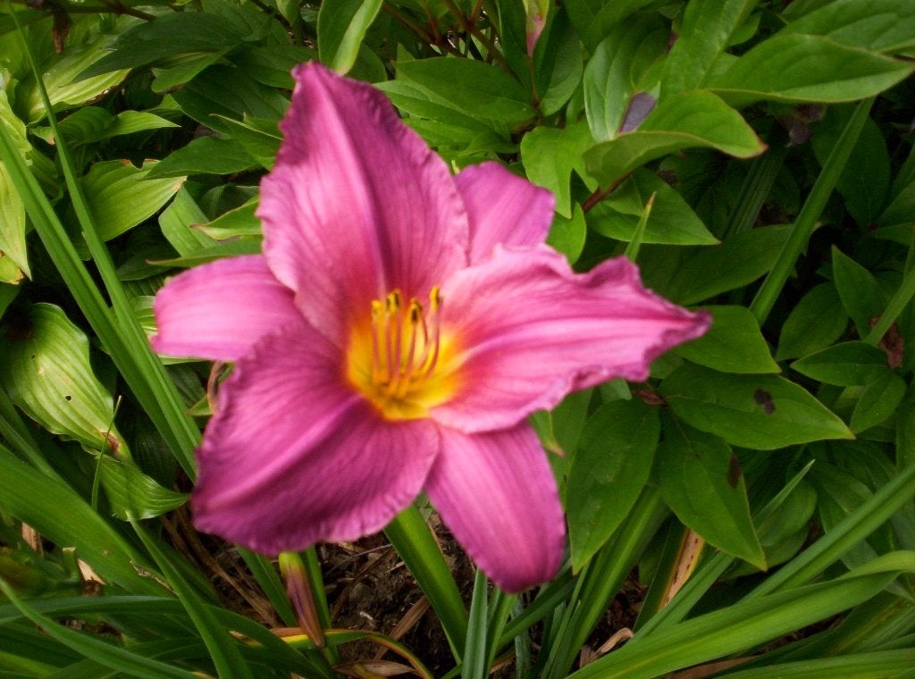 Te koop: Hemerocallissen (eendagslelies), Tuin en Terras, Volle zon, Vaste plant, Zomer, Ophalen