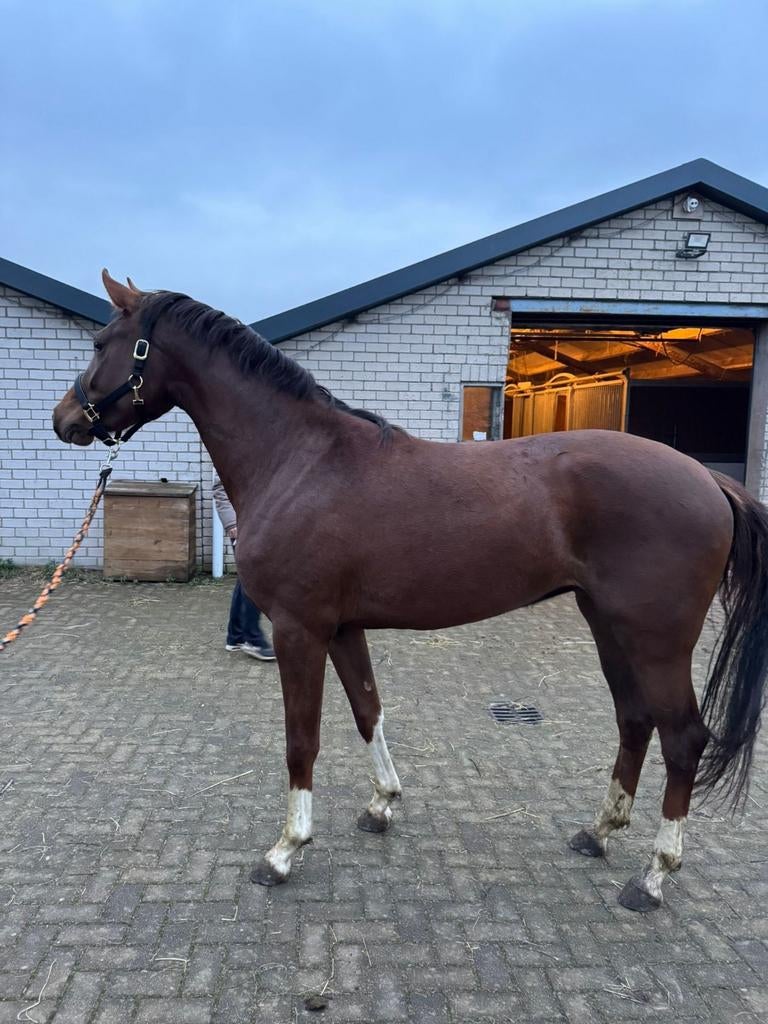 Super lieve kwpn merrie 3 jaar inposantos, Merrie, Met stamboom, Dressuurpaard, 3 tot 6 jaar