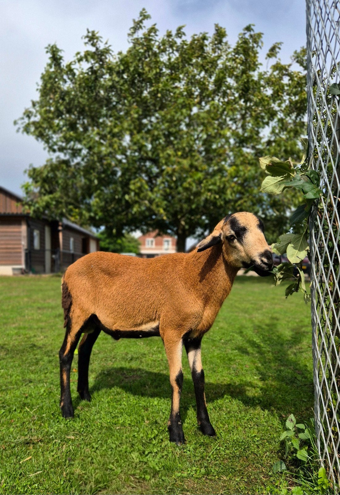 Mooie jonge Barbados Blackbelly ram te koop, Mannelijk, Schaap, 0 tot 2 jaar