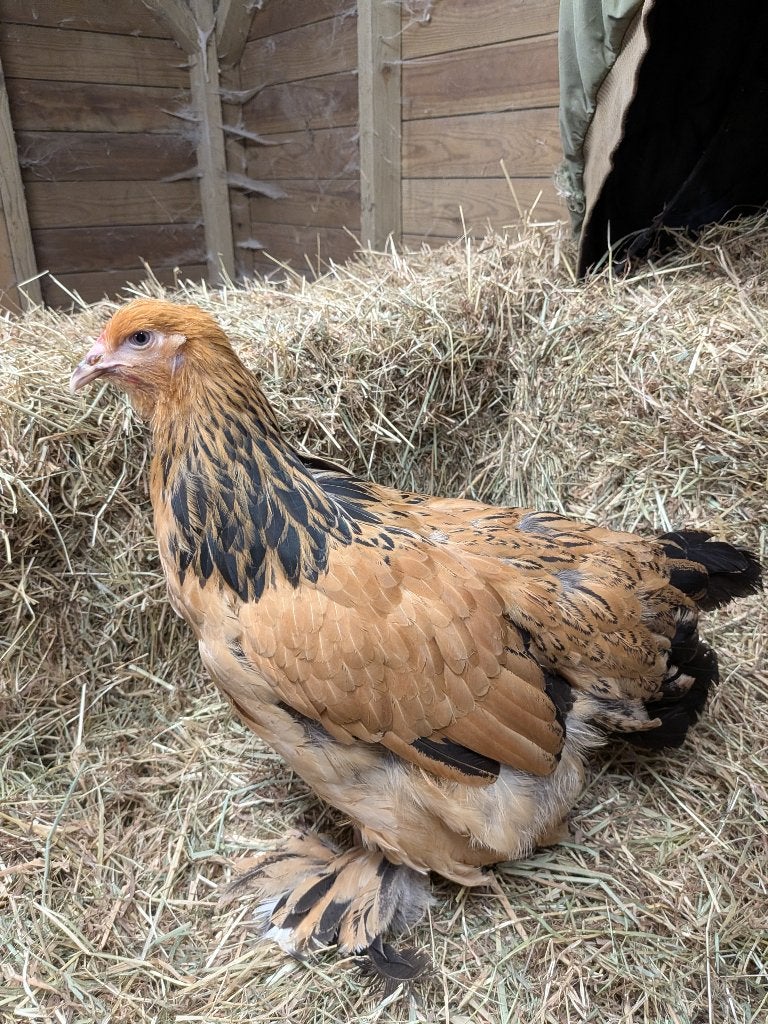 Brahma hennen, Vrouwelijk, Kip