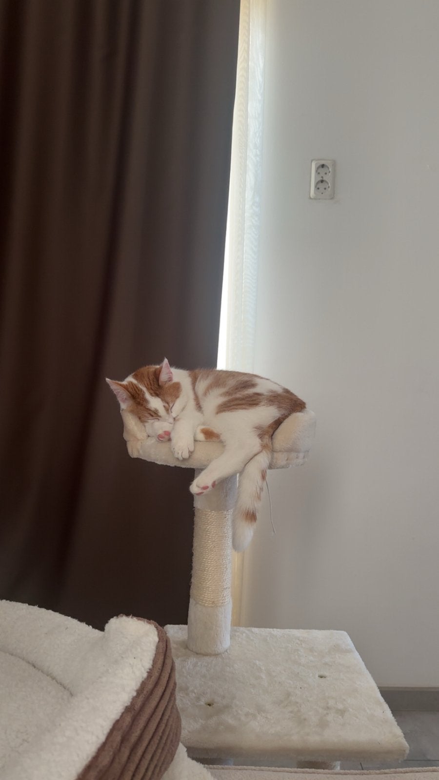 Leuke baasje gezocht voor mijn kat, Poes