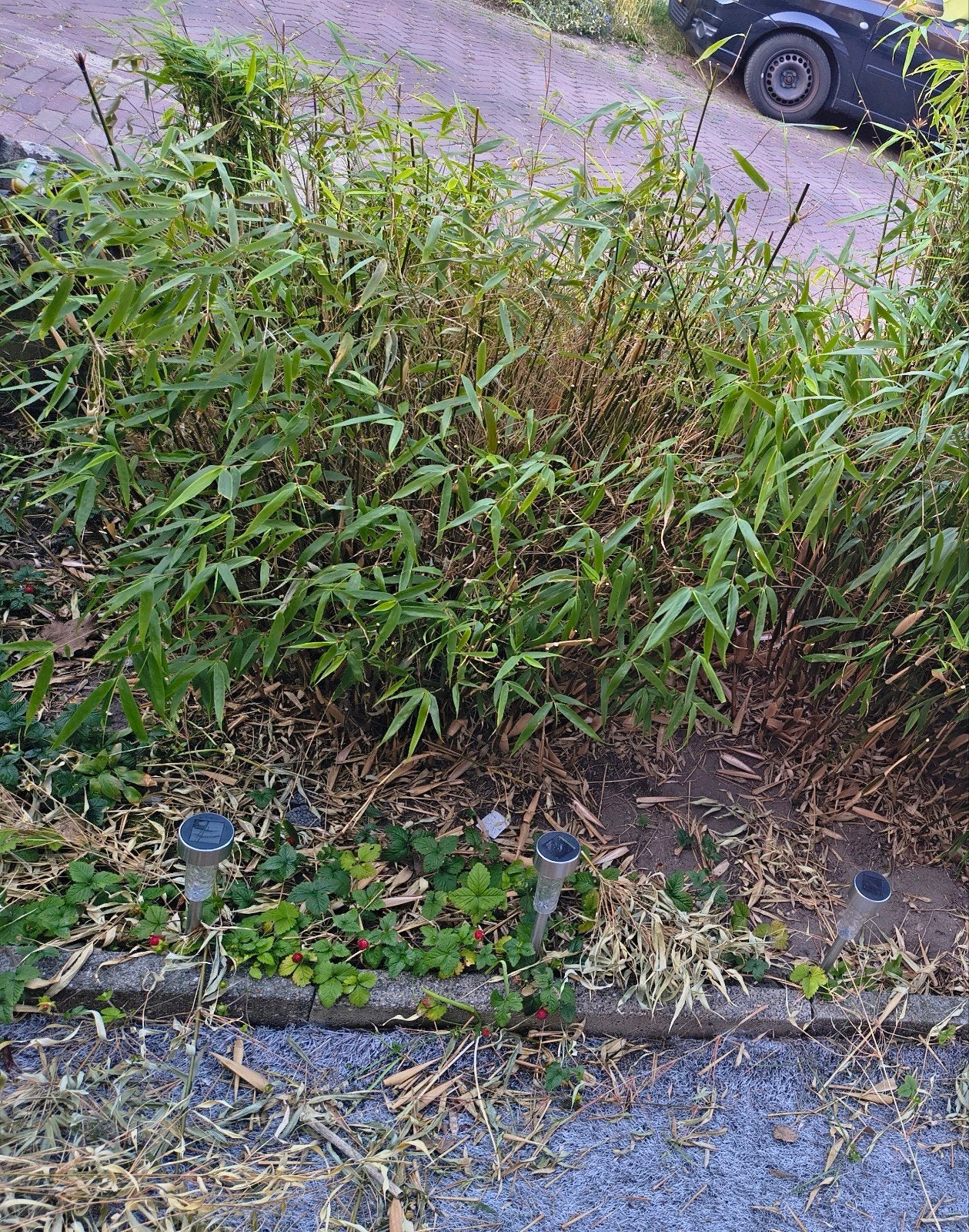 Gratis Bamboe, Tuin en Terras, Ophalen, Bamboe