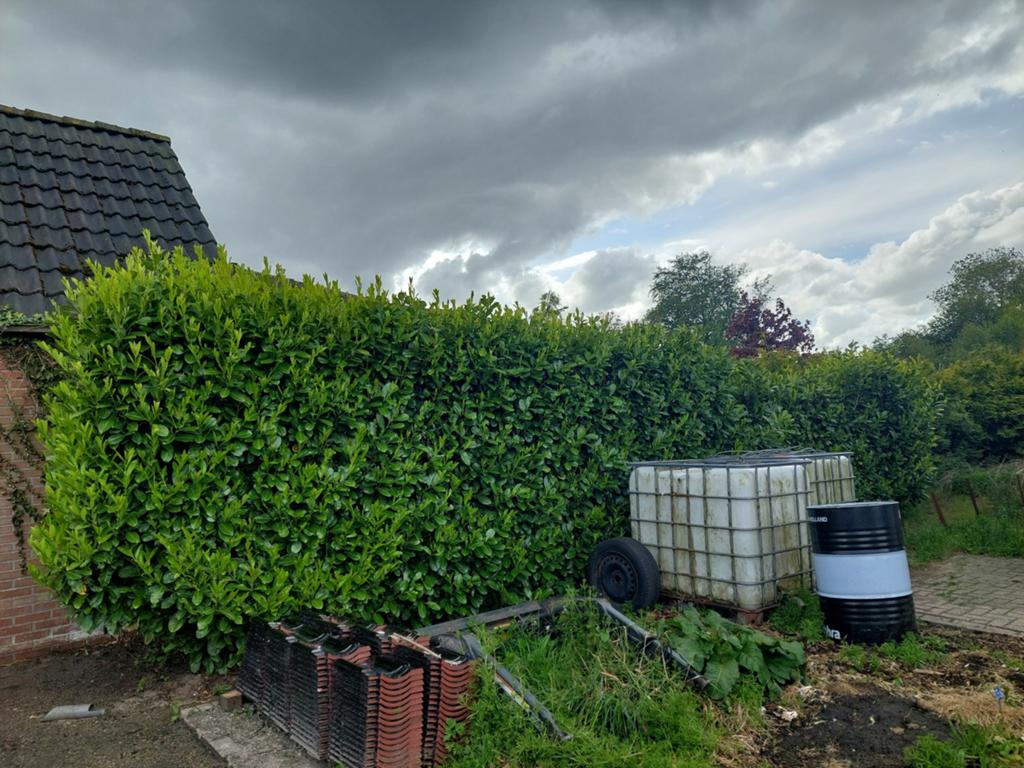 Laurierhaag!, Ophalen, Overige soorten, Haag, 100 tot 250 cm