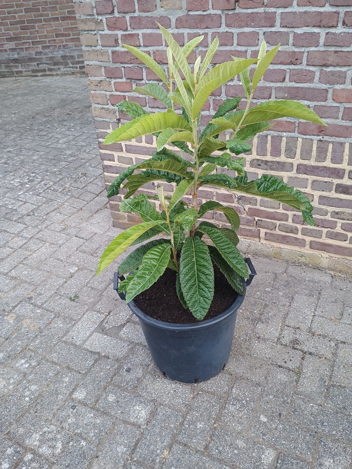 Te koop loquat plant deze is winterhard, Ophalen, Overige soorten