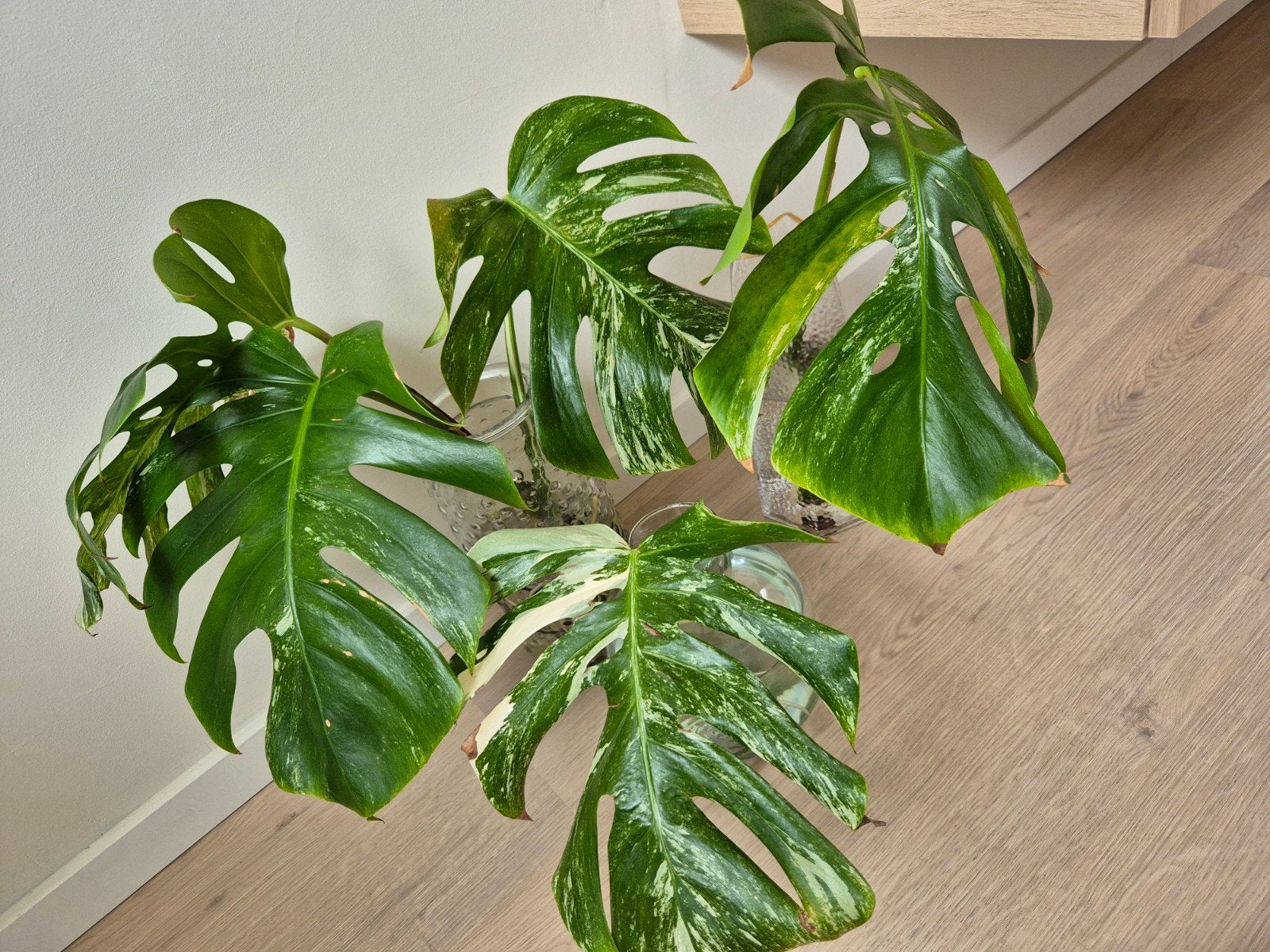 Monstera Deliciosa Variegata stekjes (4 stuks), Overige soorten, Minder dan 100 cm, Groene kamerplant, Halfschaduw