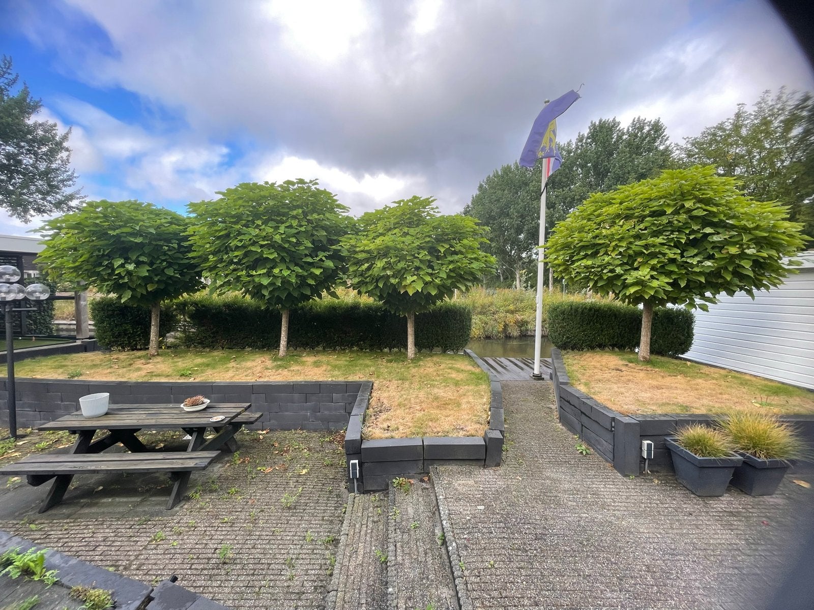 8 Catalpa bomen (bolcatalpa) zelf uitgraven, 250 tot 400 cm, Zomer, Ophalen, Volle zon