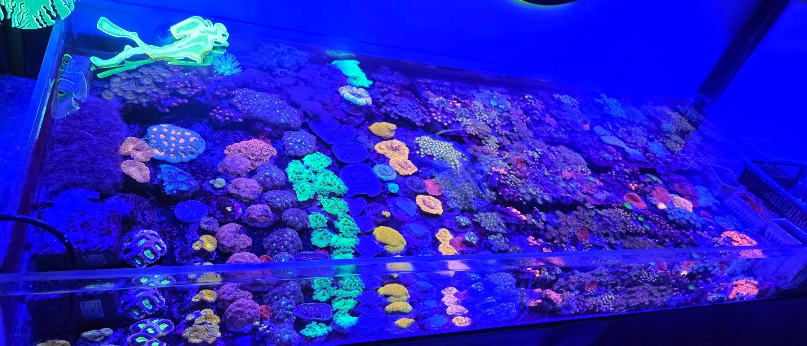 Mooie koralen voor het zeeaquarium, Vis