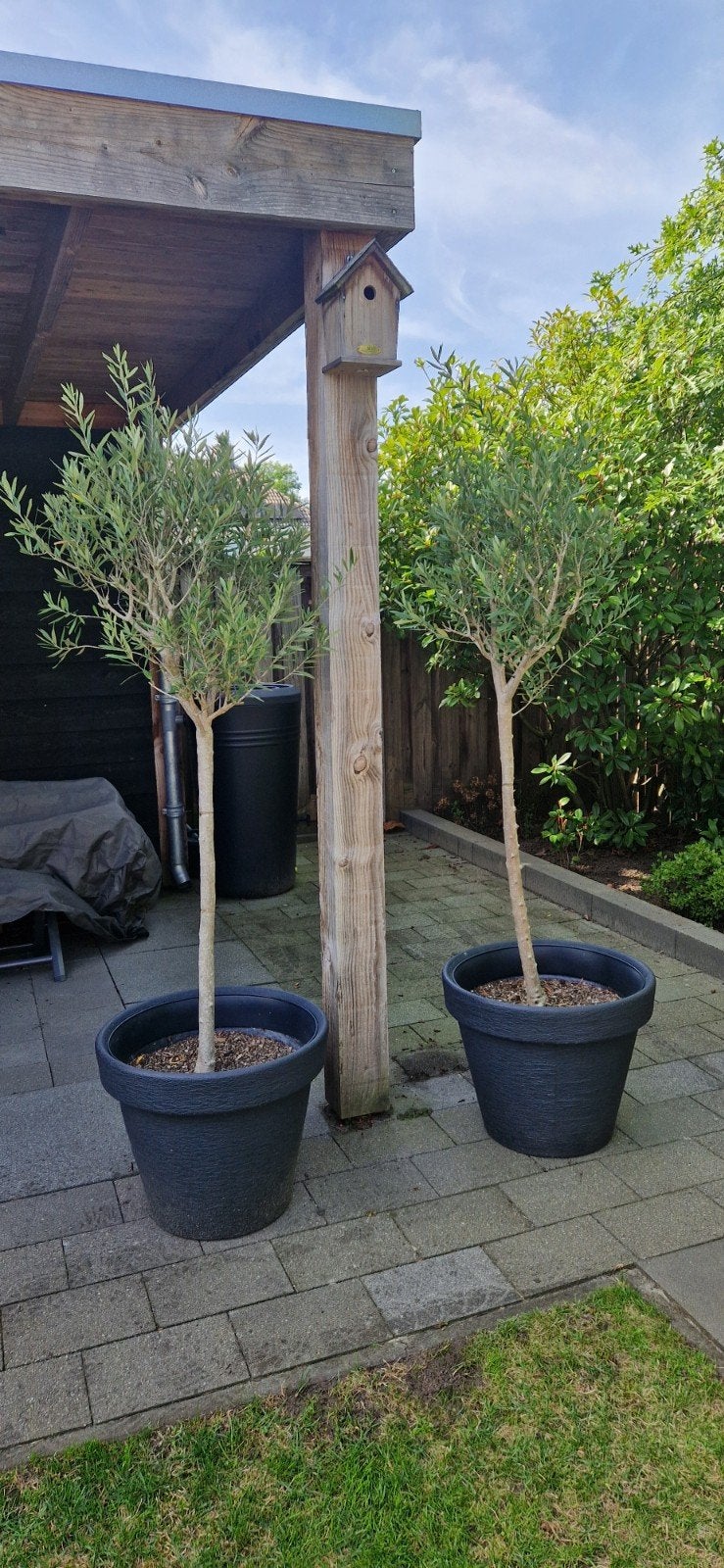 Mooie olijfbomen op stam, Tuin en Terras, Planten | Bomen, 100 tot 250 cm, Olijfboom, Zomer, Ophalen