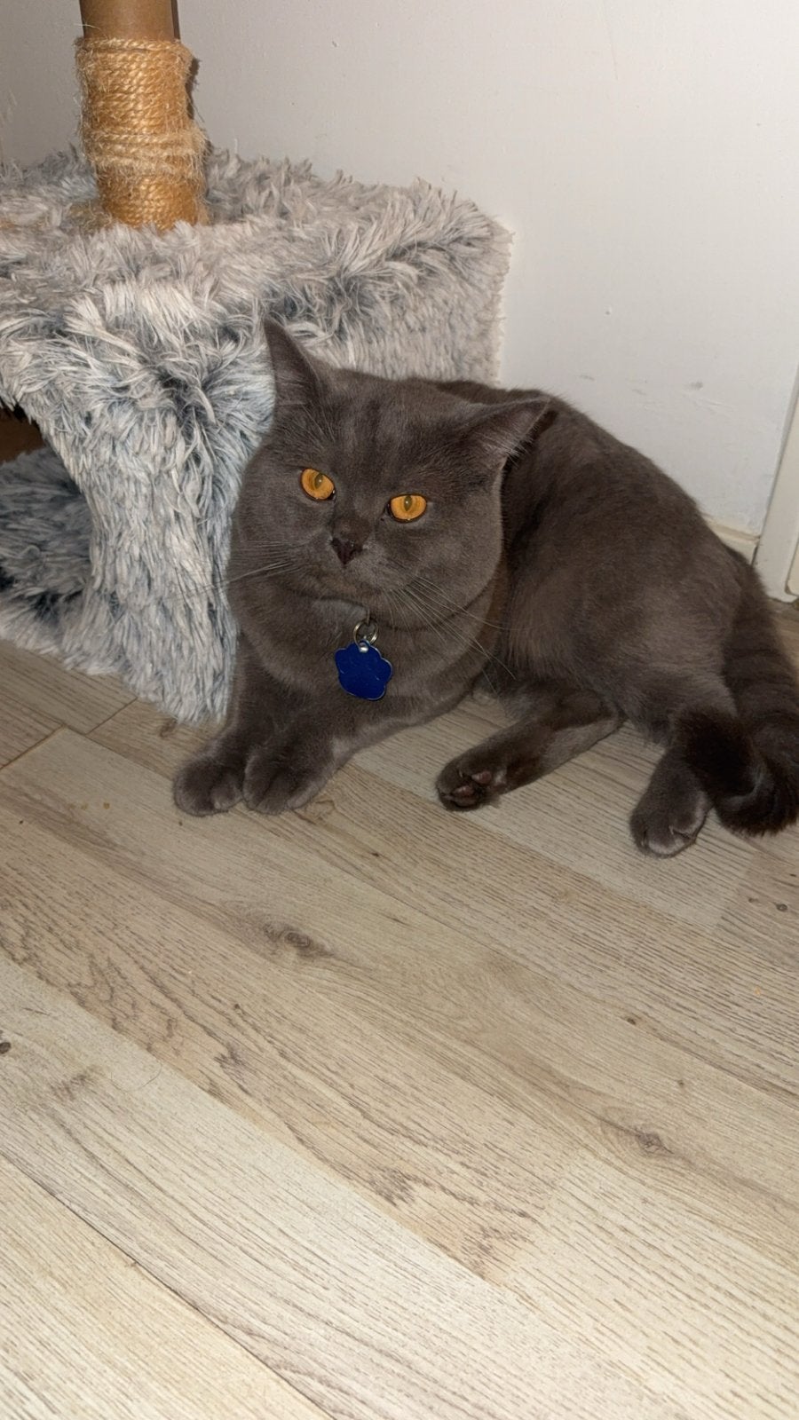 Britse kort haar, Poes