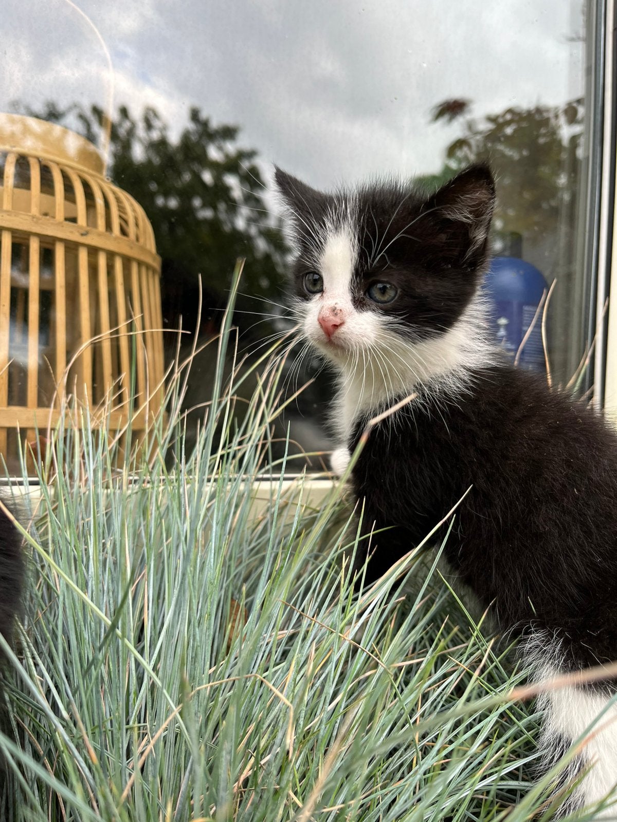Prachtige kittens, Meerdere dieren