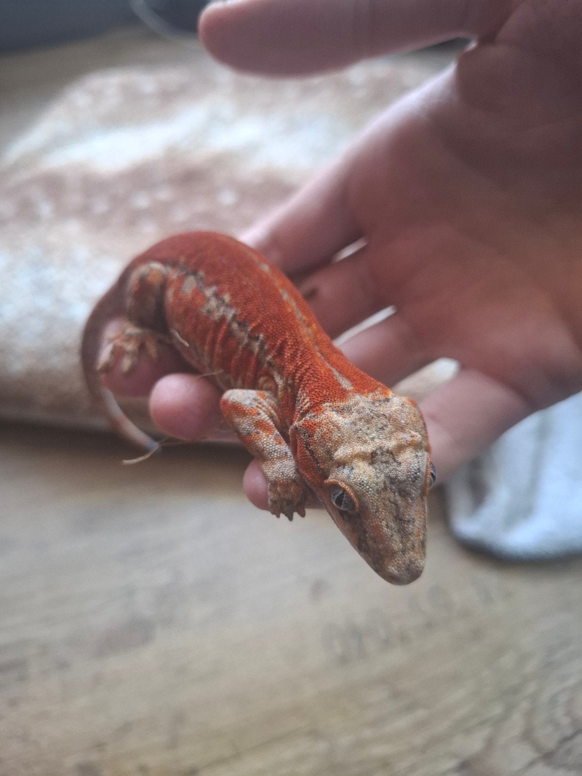 Gargoyle gekko man, Dieren en Toebehoren, Reptielen en Amfibieën