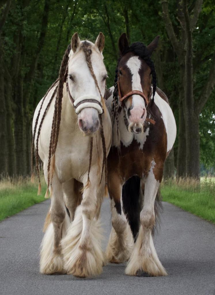 Gezocht stuk grond, wei of gehuurde stalling, Dieren en Toebehoren, Stalling, 2 of 3 paarden of pony's