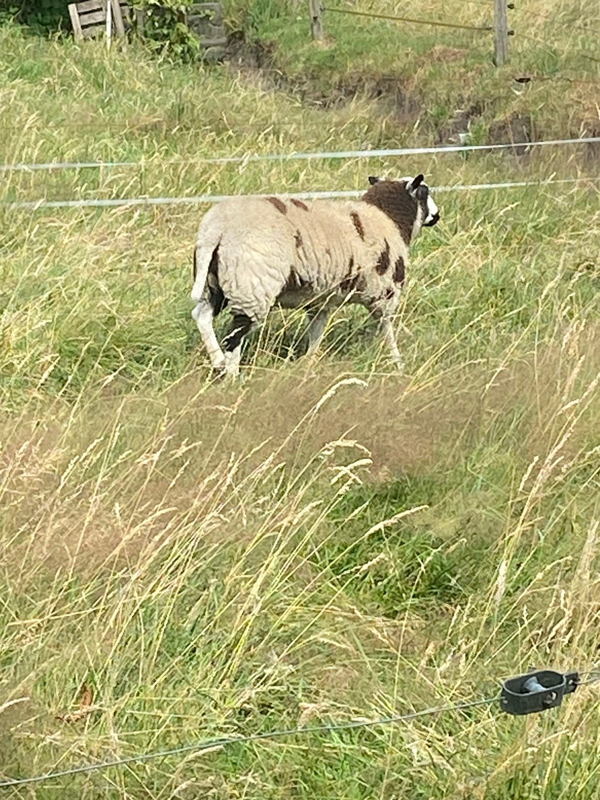 Bonte ooi lammeren, Dieren en Toebehoren, Schapen, Geiten en Varkens, Vrouwelijk, Schaap