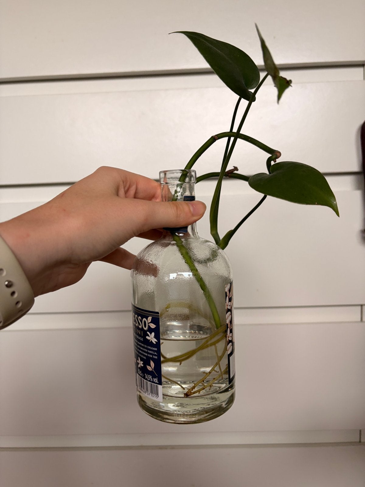 Stekje van een monstera, Huis en Inrichting, Kamerplanten, Ophalen, Overige soorten, Halfschaduw, In pot