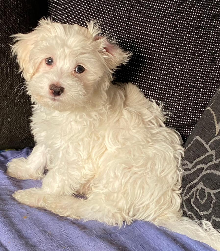 Maltipoo puppy, Parvo, Overige rassen, 8 tot 15 weken, Meerdere