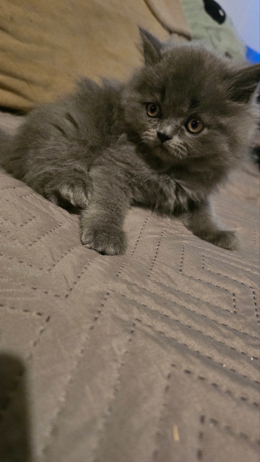Britse Langhaar kitten, Dieren en Toebehoren, Katten en Kittens | Raskatten | Langhaar, Kater