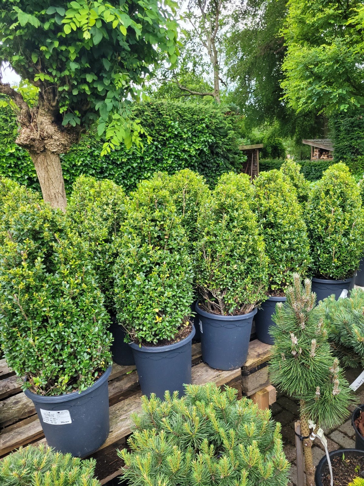 Ilex Crenata Piramide - Japanse Hulst, Tuin en Terras, Ophalen