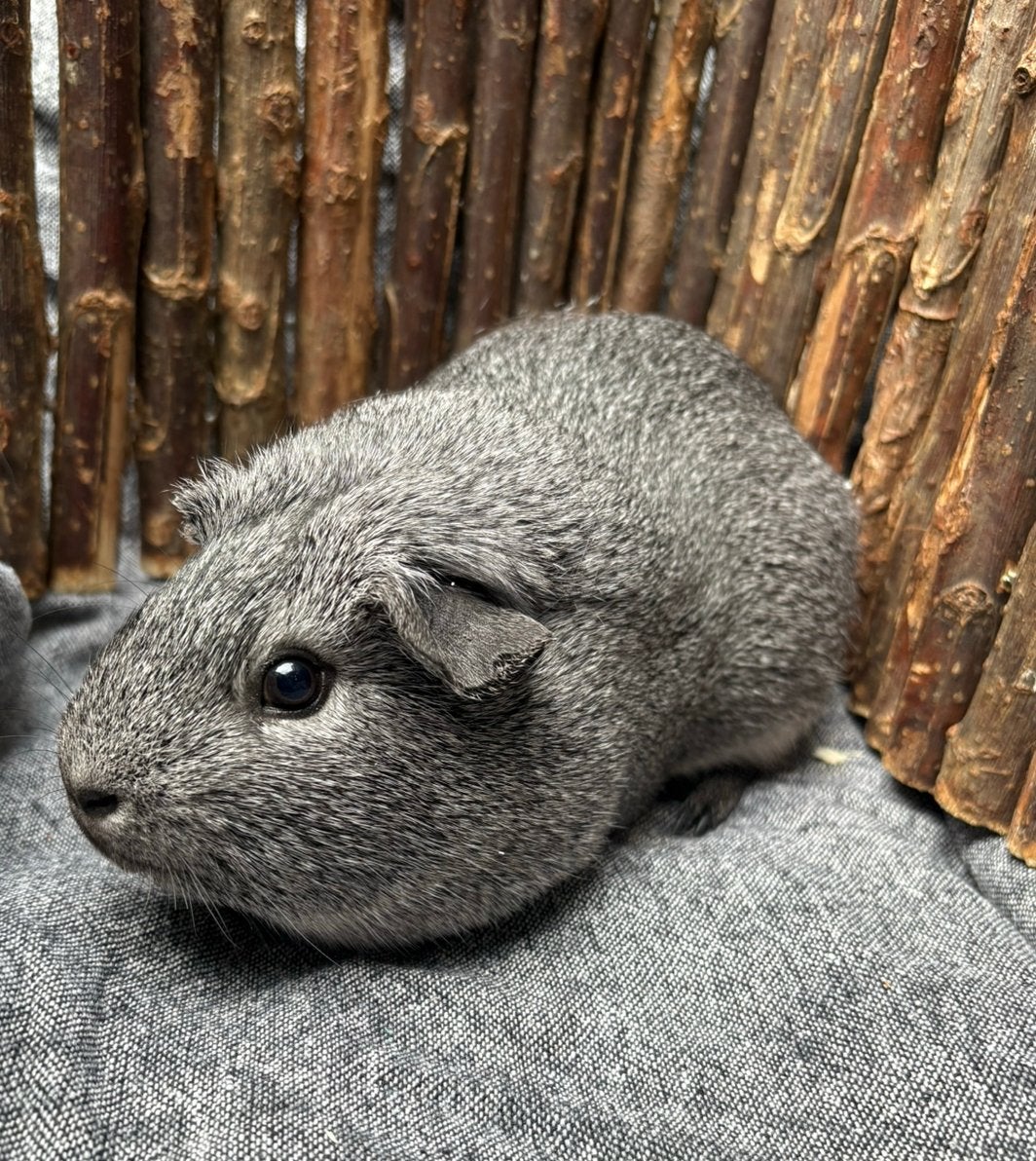 Opvang Cavia zeugje Muis, September, Vrouwelijk, Cavia
