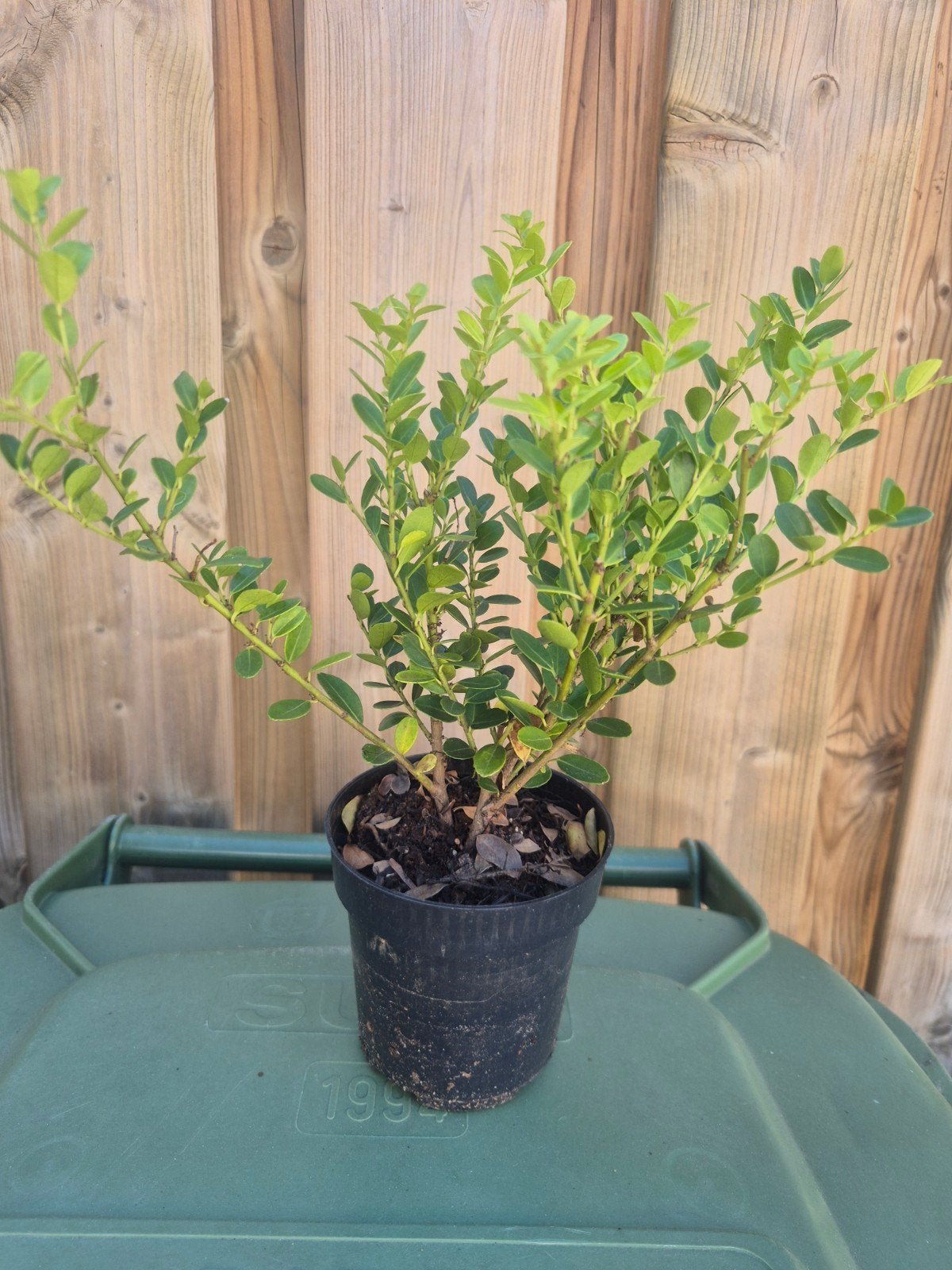 Buxus plantjes, Ophalen