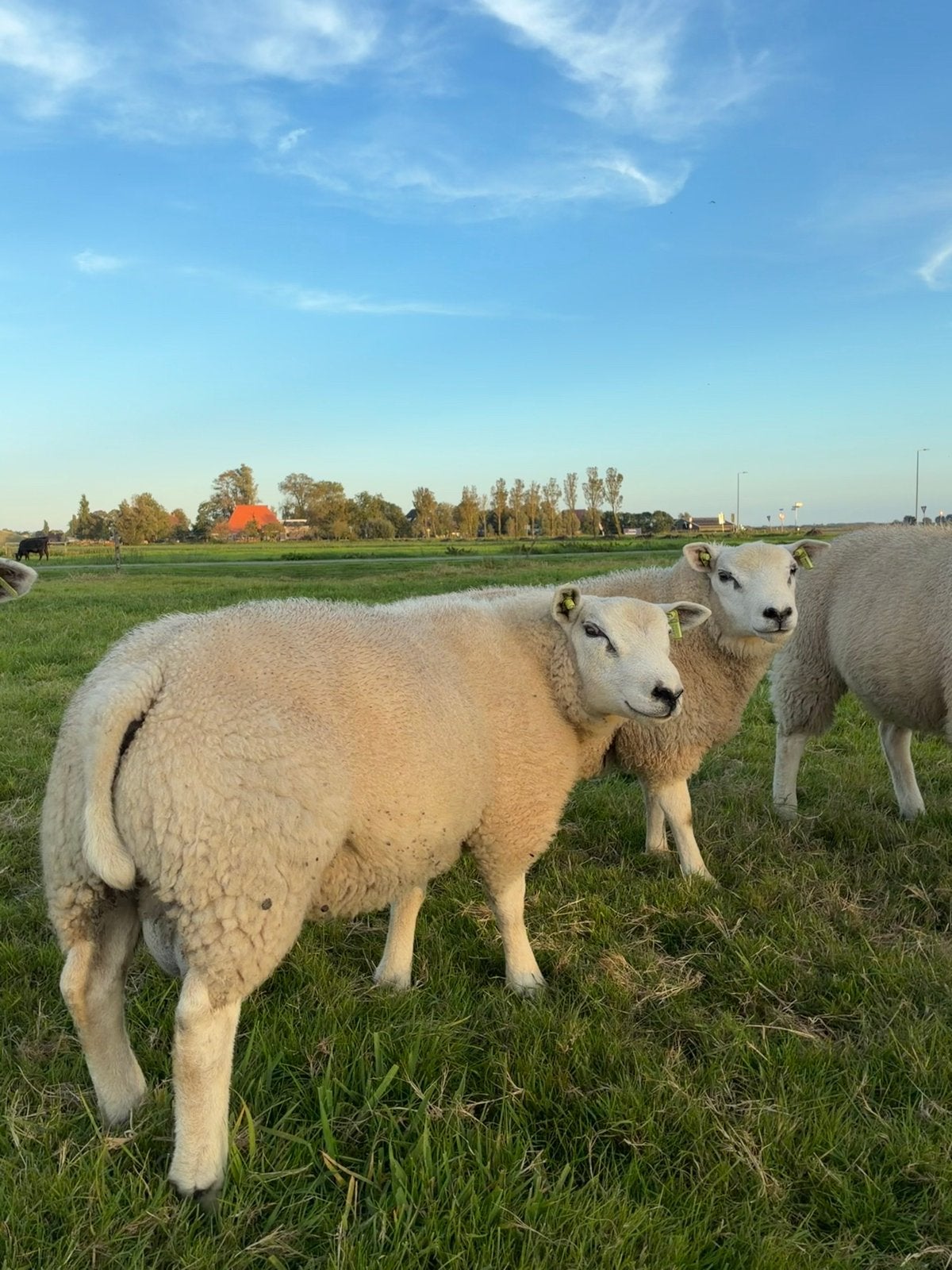 Rammen (dekrammen) en ooien, Meerdere dieren, Schaap, 0 tot 2 jaar
