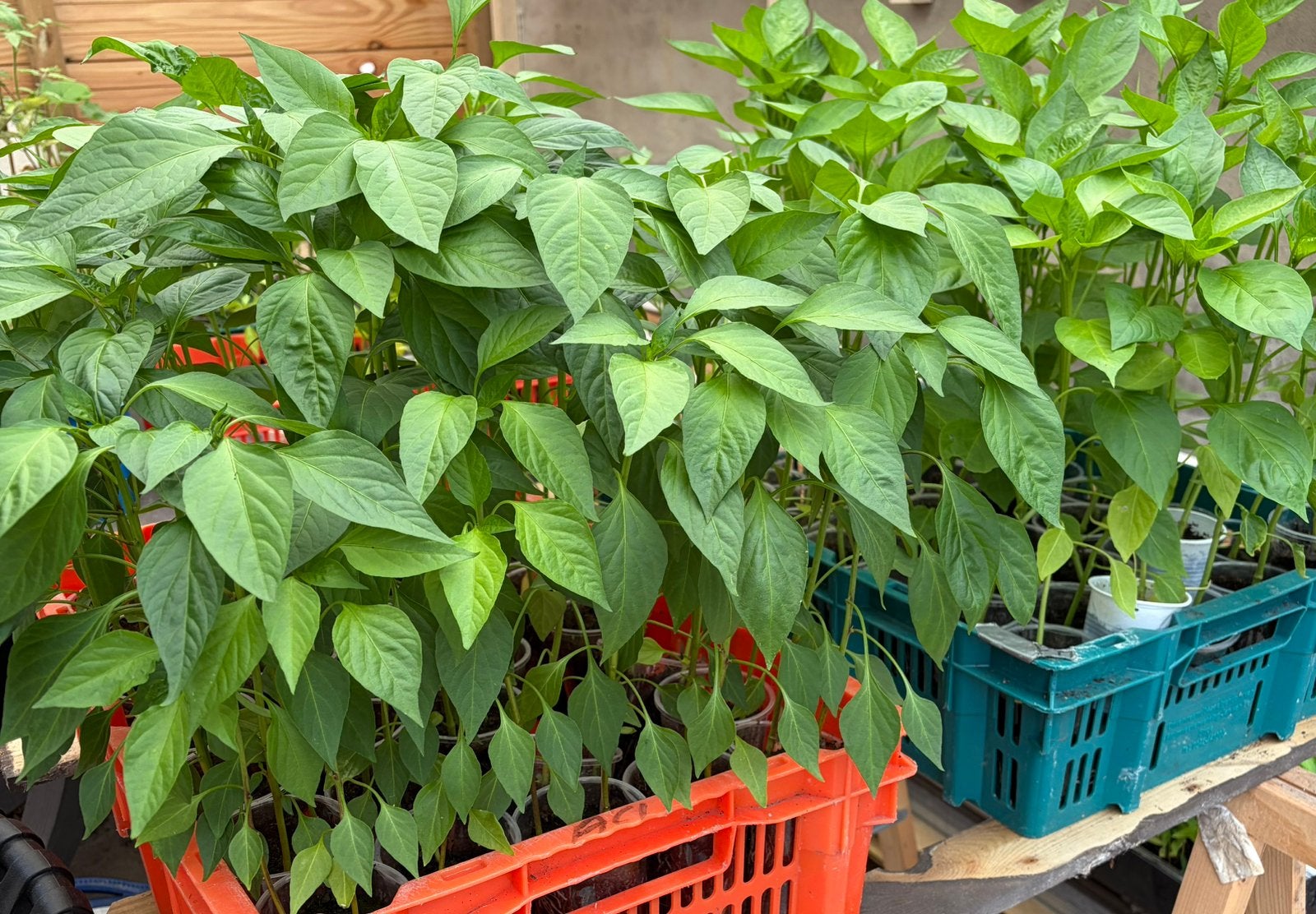 Paprika,Peper,Tomaten,Aubergine,Pompoen stekjes, Volle zon, Groenteplanten, Eenjarig, Ophalen of Verzenden