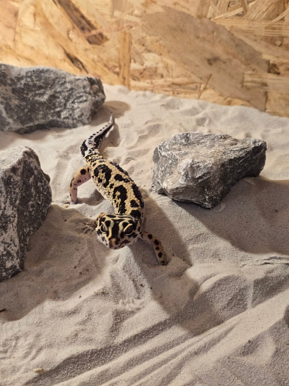 luipaard gekko   bandit Leopard Gecko - female for sale from feedbeast