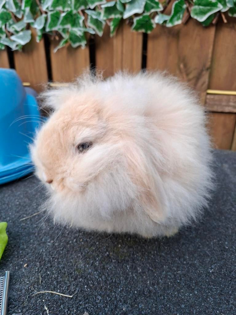 Voedster 1 jaar  teddy widder, Dieren en Toebehoren, Konijnen, Vrouwelijk