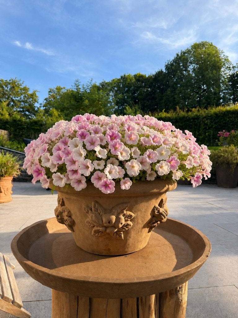 Italy terracotta Francesco del Re bloempot + schaal vorstbes, Ophalen, 40 cm of meer, Rond, Zo goed als nieuw