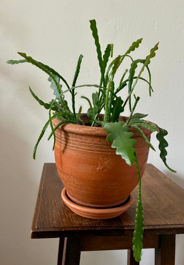 Stekjes van zaagcactus - Epiphyllum anguliger, Huis en Inrichting, Ophalen, Overige soorten, Halfschaduw, In pot