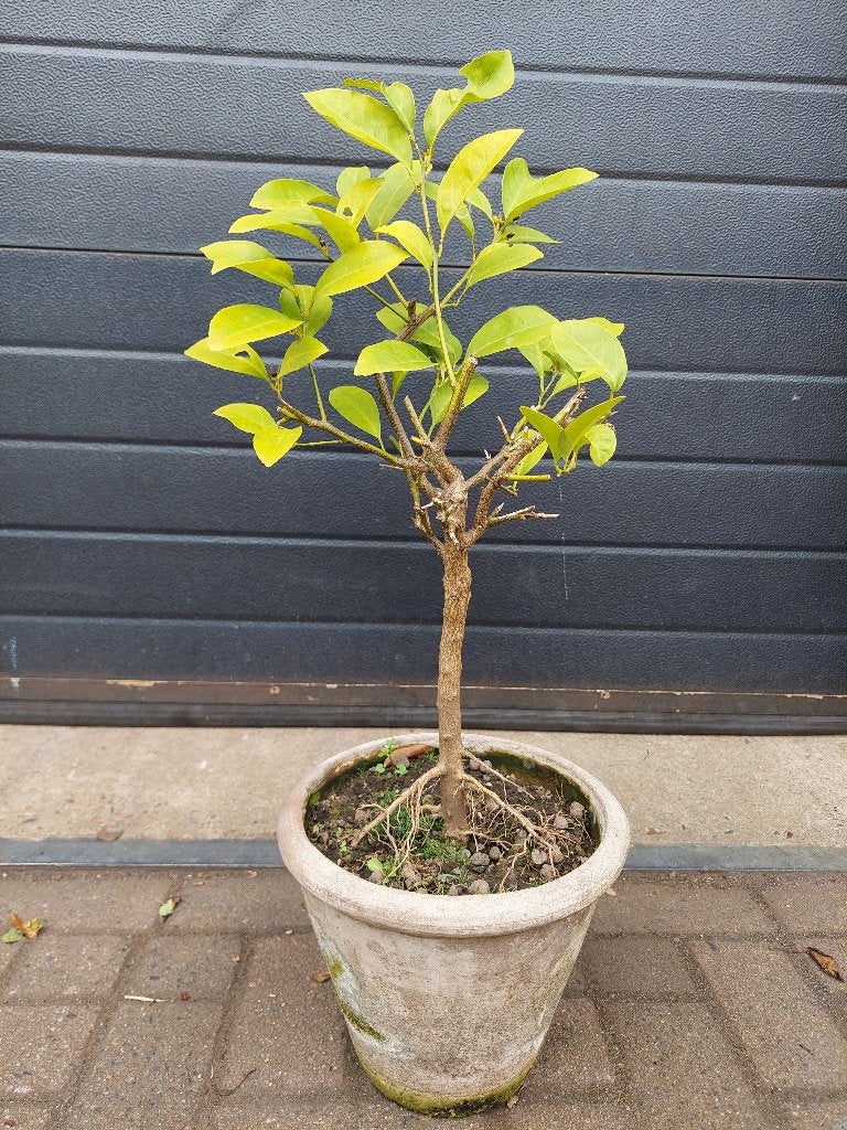 Citrus .?. Verrassing .?. - Citrusboom H: 75 cm., Ophalen, Minder dan 100 cm, Volle zon, Citroenboom