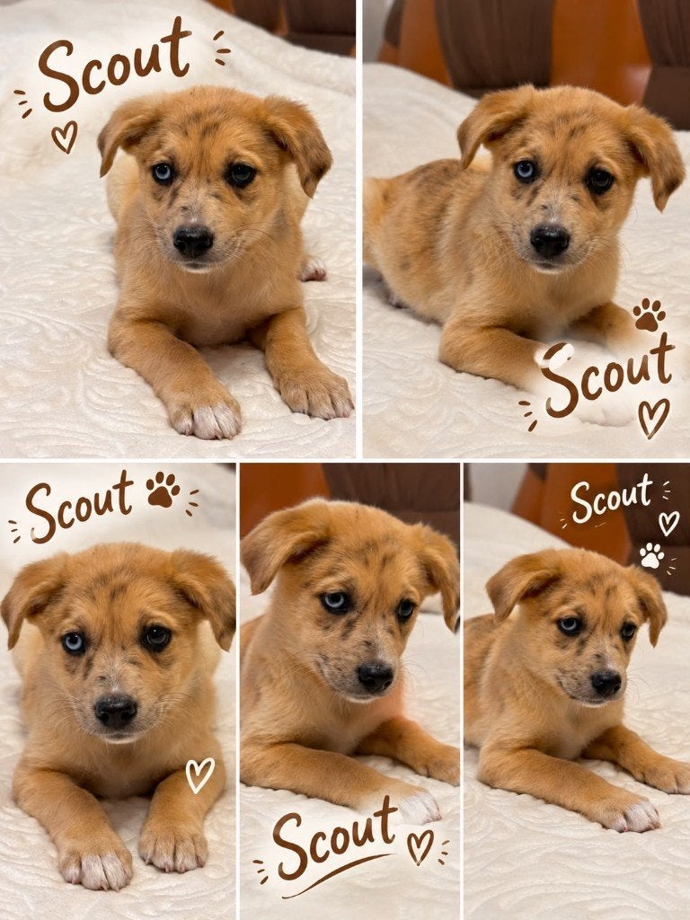 Gered nestje puppy's uit Roemenie!, Dieren en Toebehoren, Particulier, 8 tot 15 weken, Buitenland, Meerdere