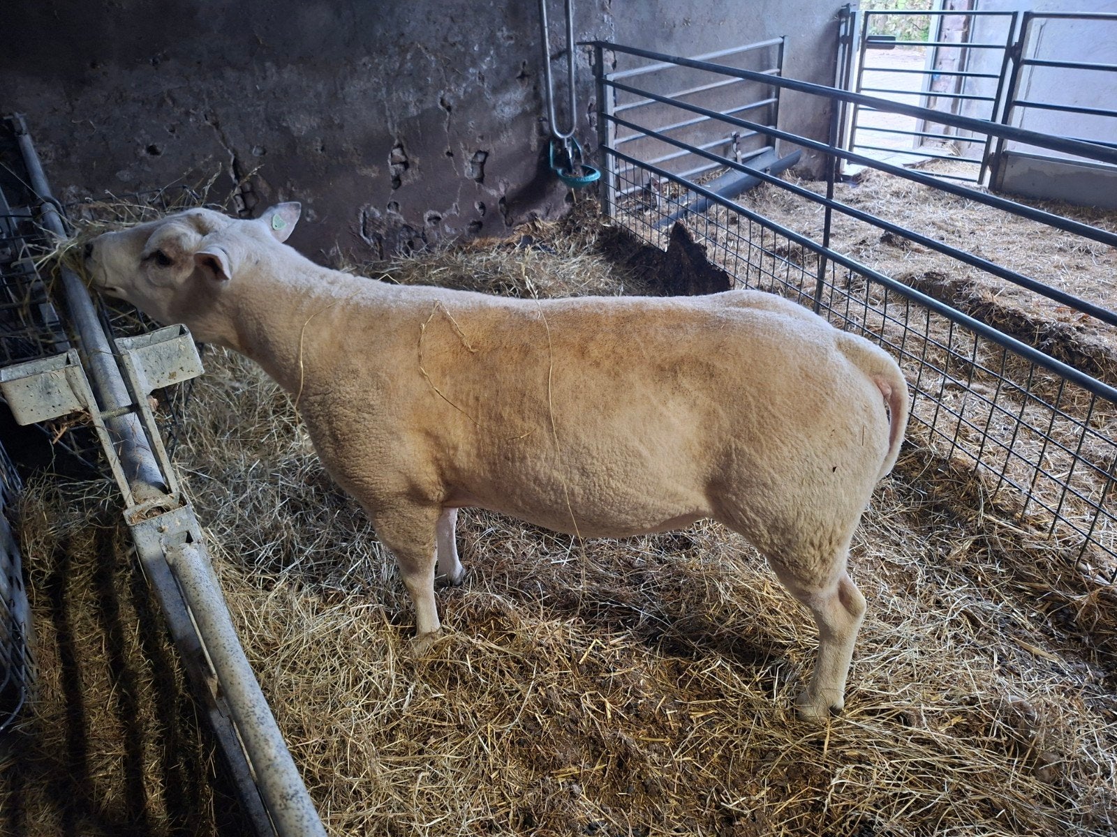 texelaar dekram, Mannelijk, Schaap