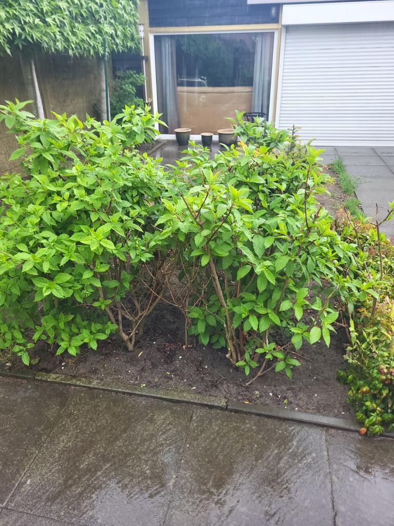Grote Hortensia Struiken - Ideaal voor uw tuin, Ophalen, Hortensia, Struik, 100 tot 250 cm