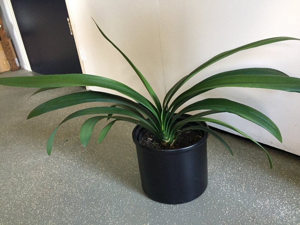 Clivia, Ophalen, Zo goed als nieuw