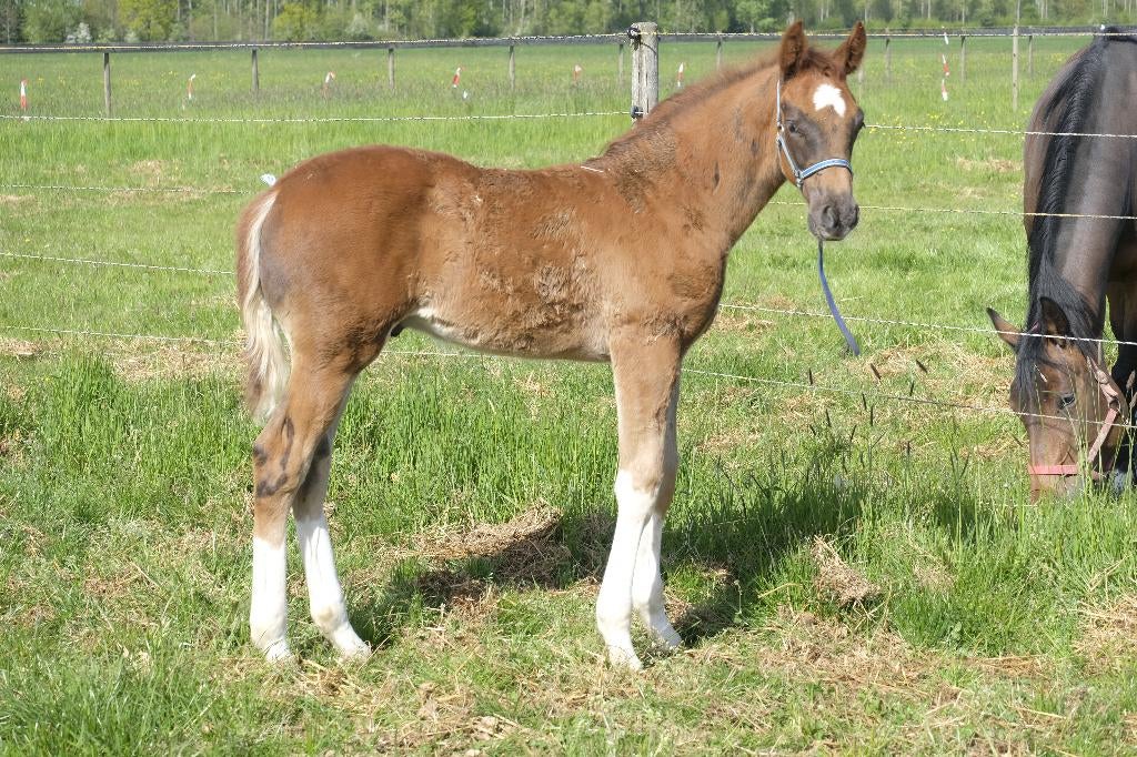 heel mooi luxe hengstveulen uit predicaatrijke stam, Dieren en Toebehoren, Paarden, Met stamboom, Niet van toepassing, Dressuurpaard