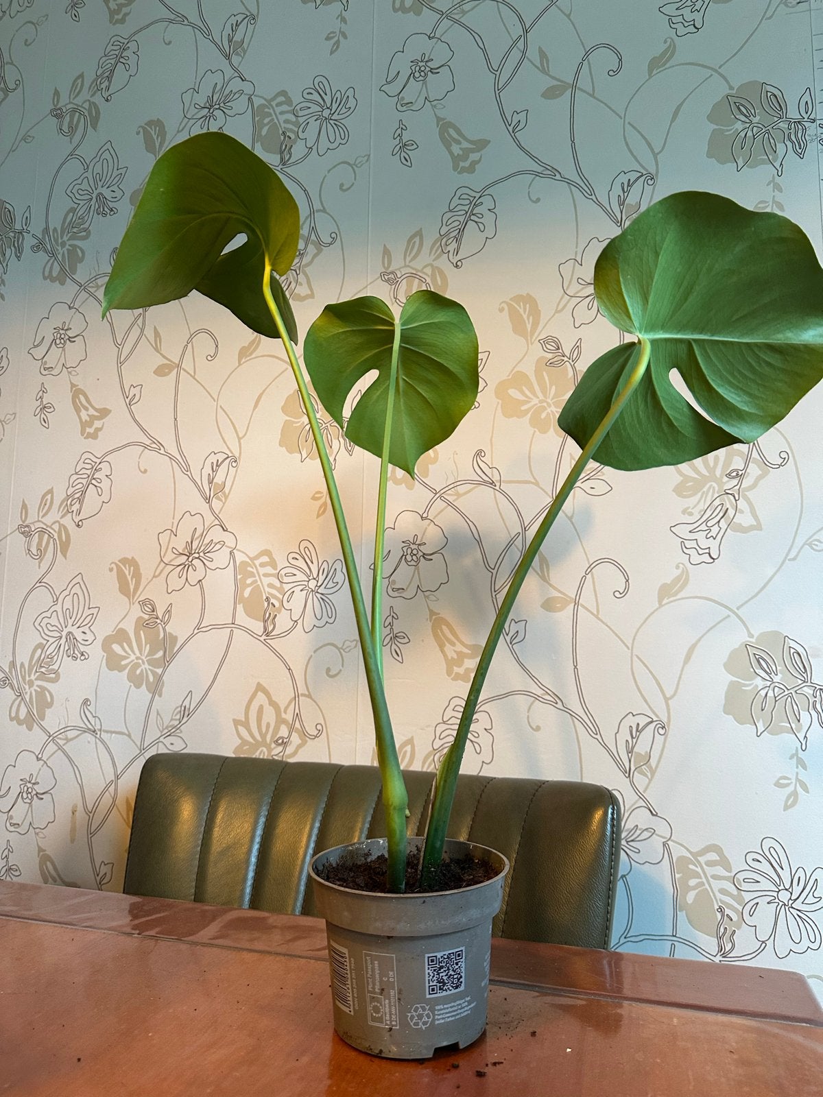 Monstera Deliciosa - gatenplant #1, Ophalen, Overige soorten, Halfschaduw, Minder dan 100 cm
