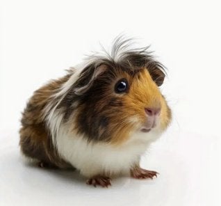 Schattig cavia  strijk applicatie - 18cm breed, Verzenden, Nieuw, Overige typen