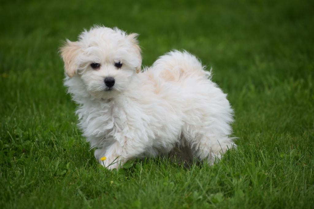 Maltipoo pups diverse kleuren, 15 weken tot 1 jaar, Buitenland, Parvo, Meerdere
