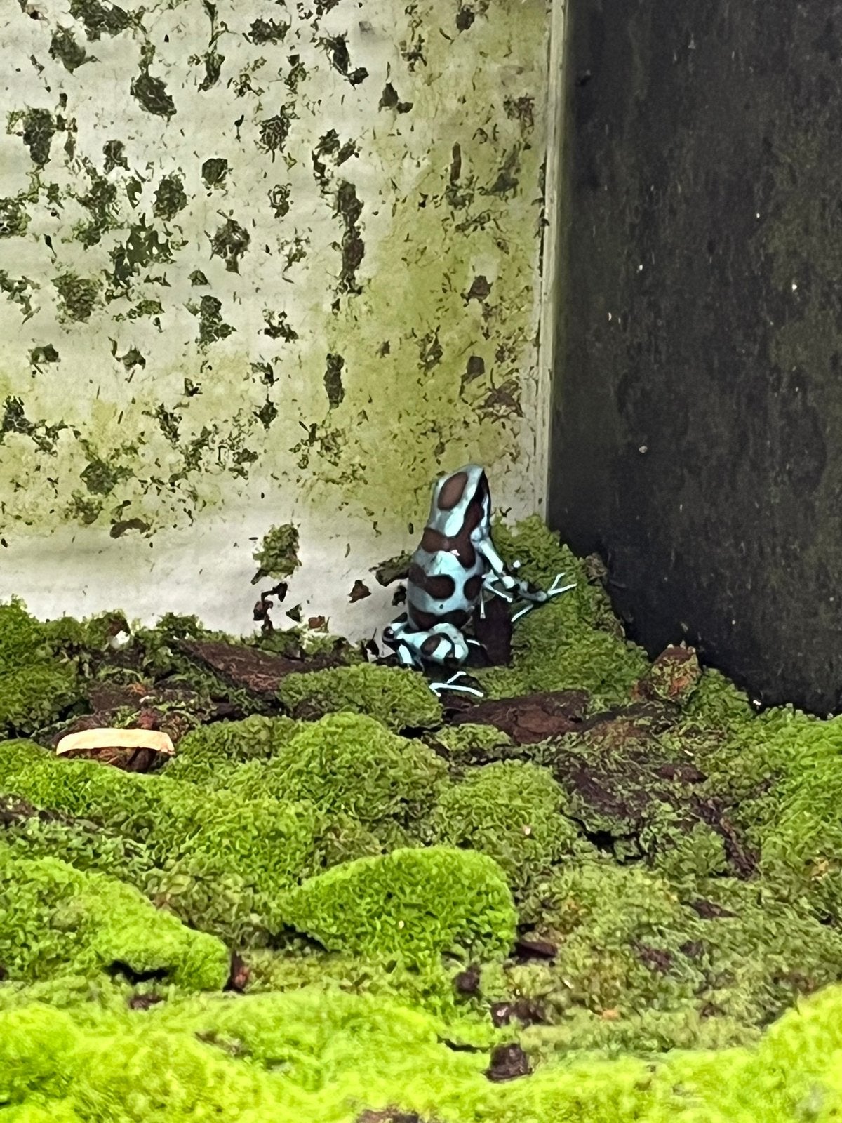 Dendrobates auratus Celeste., Amfibie, 0 tot 2 jaar