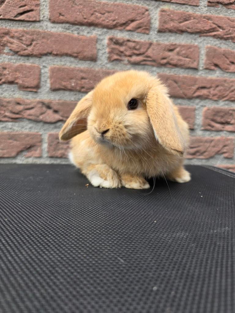 3 knappe baby konijntjes te koop aangeboden!, Dieren en Toebehoren, Konijnen, Meerdere dieren, Klein, Hangoor, 0 tot 2 jaar