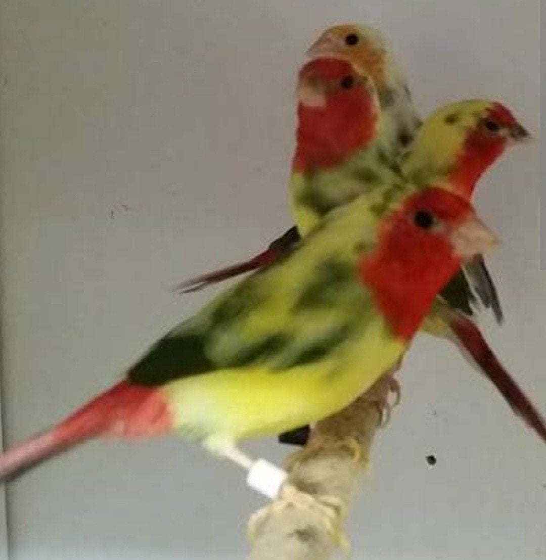 IK ZOEK 1 koppel bonte amadines, Dieren en Toebehoren, Meerdere dieren