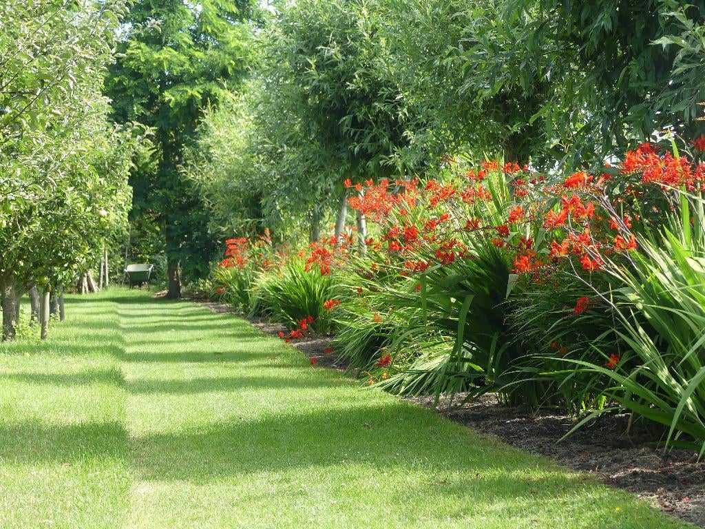 crocosmia knollen, Ophalen of Verzenden, Voorjaar, Volle zon, Knol
