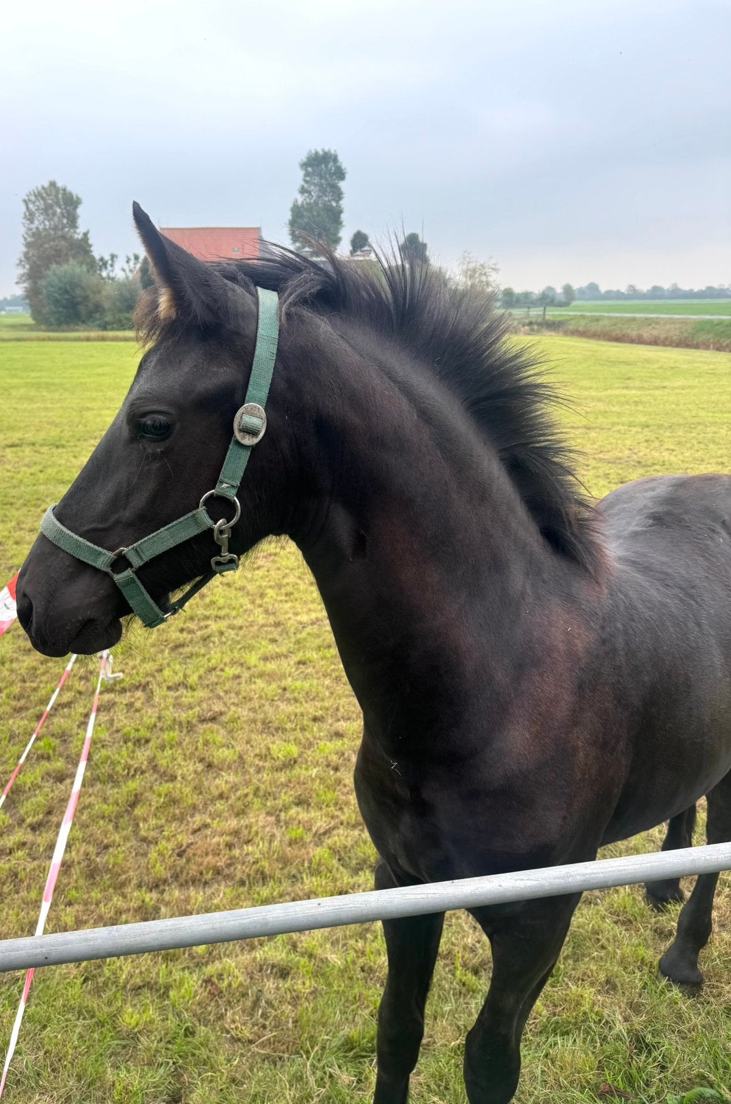 Te koop: Fries merrie veulen️, Dieren en Toebehoren, Merrie, Minder dan 160 cm, Dressuurpaard, Gechipt