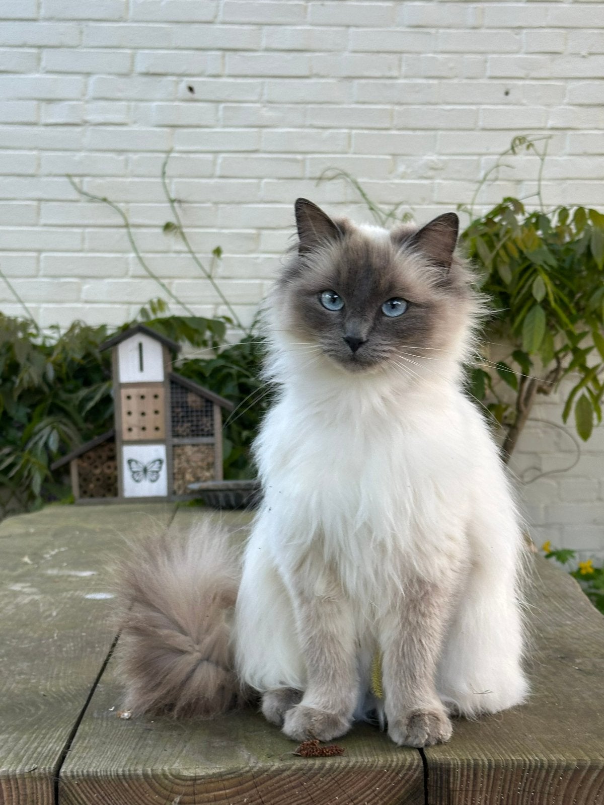 Ragdoll kittens, binnenkort!, Meerdere dieren, Gechipt, 0 tot 2 jaar