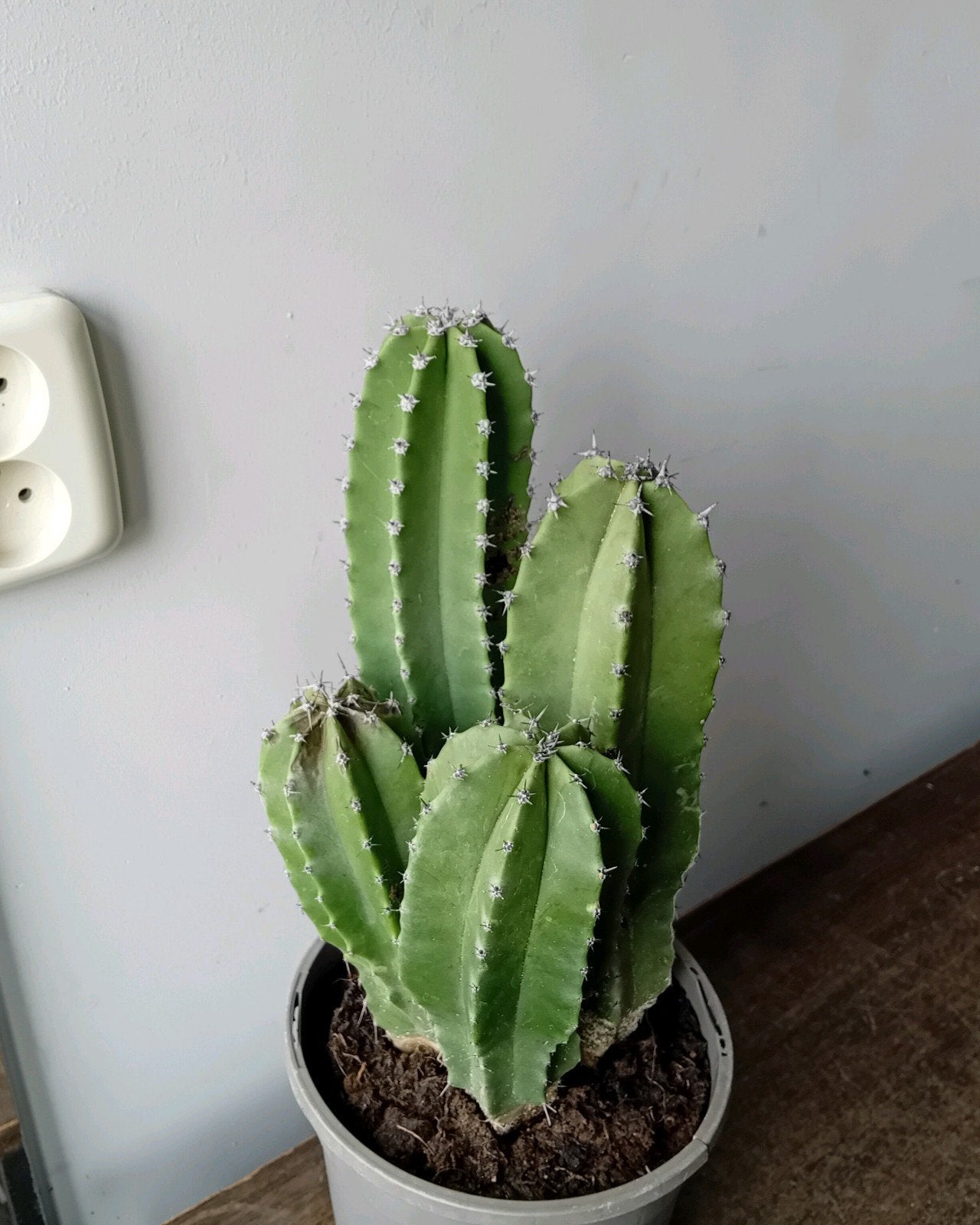 Cactus 45cm, Ophalen, Minder dan 100 cm, In pot, Cactus